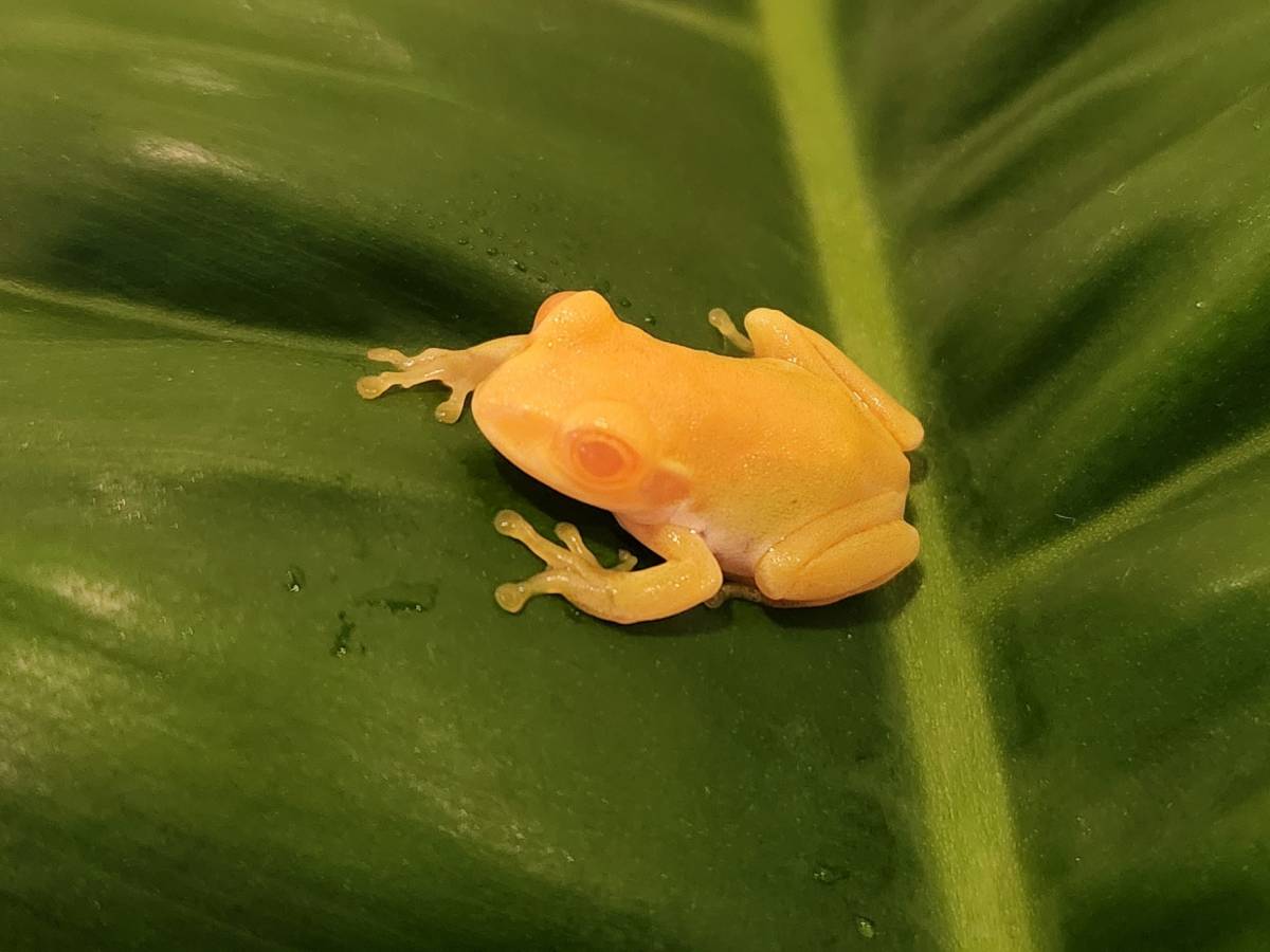 モリアオガエル 白い透明なおたまじゃくし アルビノ？ 1匹 初めて見 ☆アルビノモリアオガエル(その１) 今年