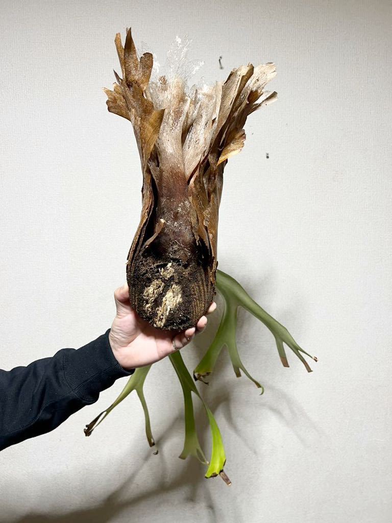 【仕立て直し中】P. willinckii WILD　ウィリンキー ワイルド株 仕立て直し中】P. willinckii WILD ウィリンキー ワイルド株 C6 ▽P