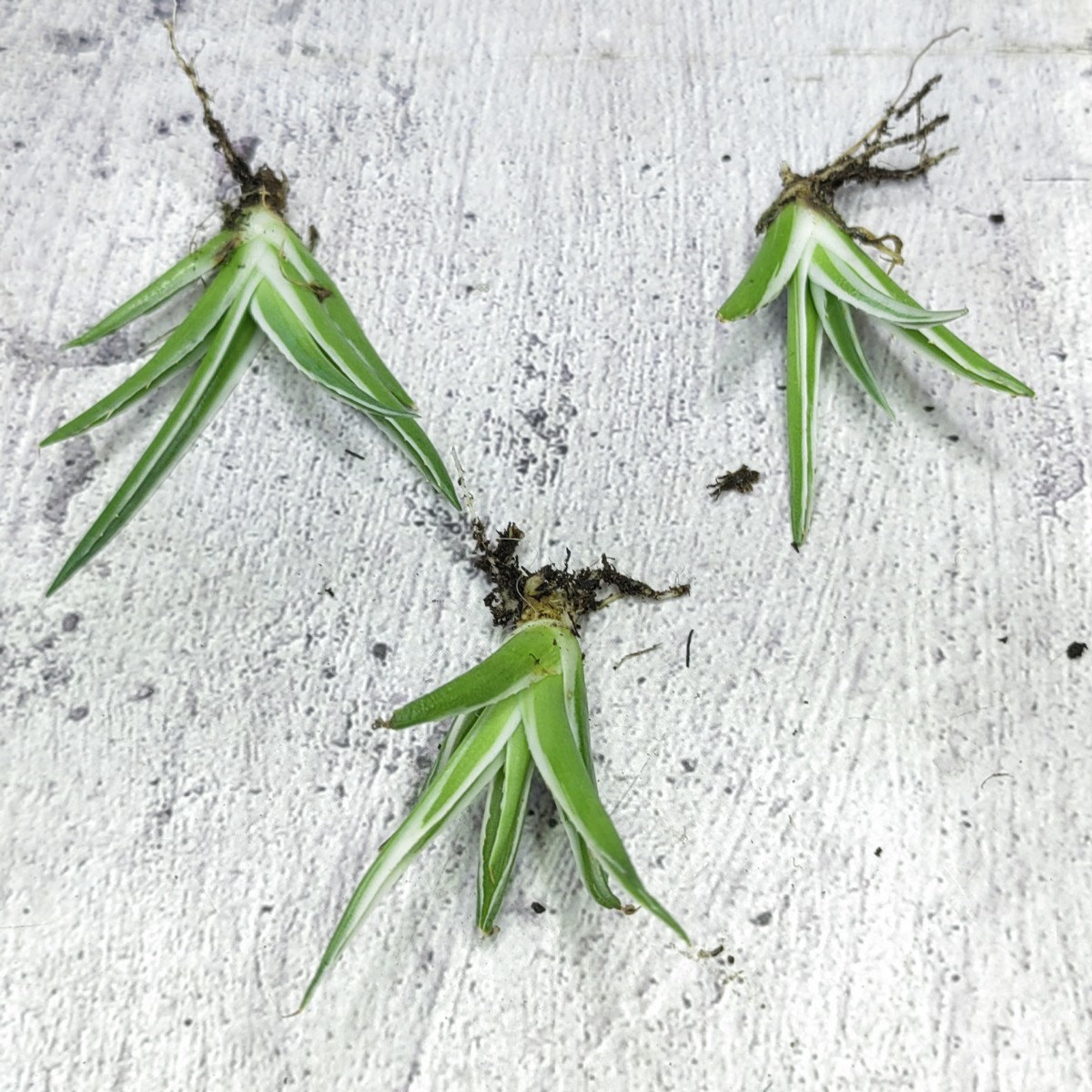 アガベ 330 アガベ チタノタ 丸叶氷山 極上子株 3株同梱 検) シーザー