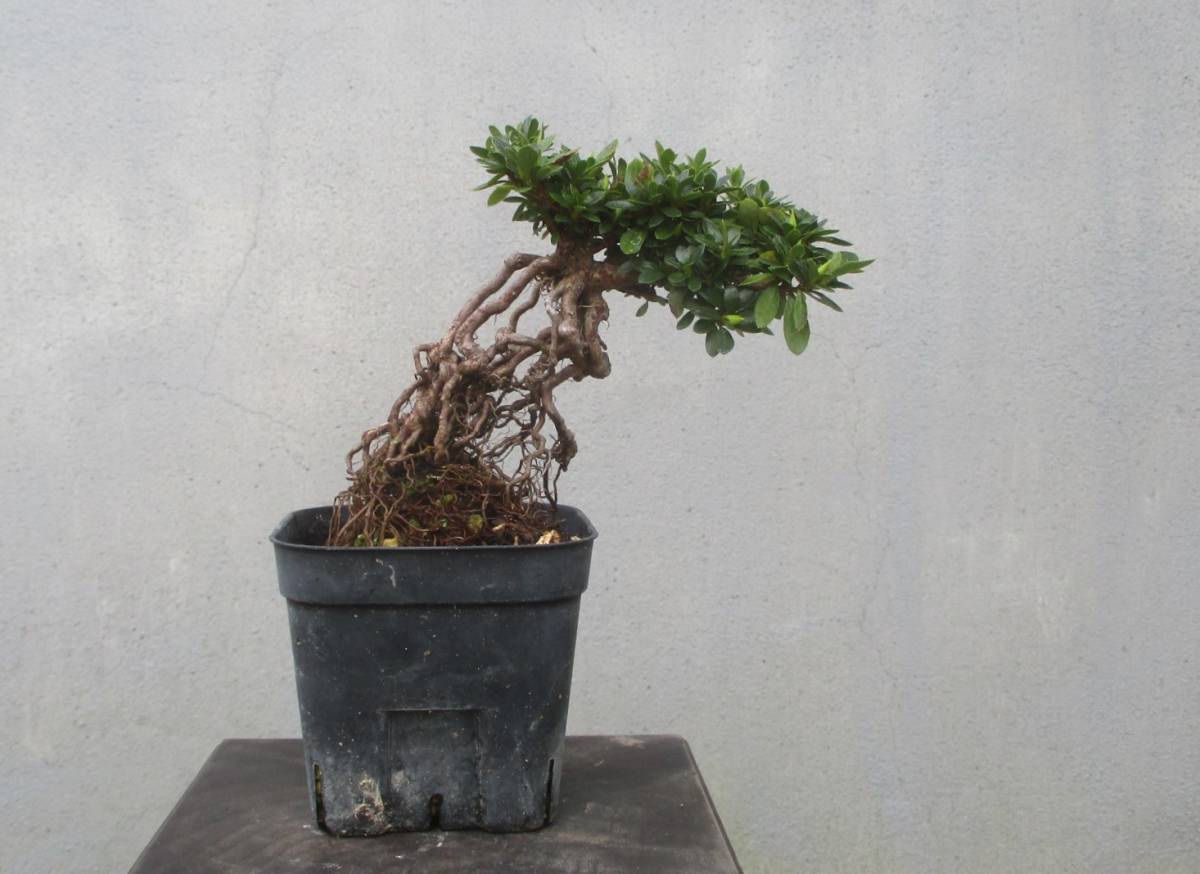 小品 根上がり さつき盆栽 ◇明美の月◇ 鉢 3号深 さつき盆栽