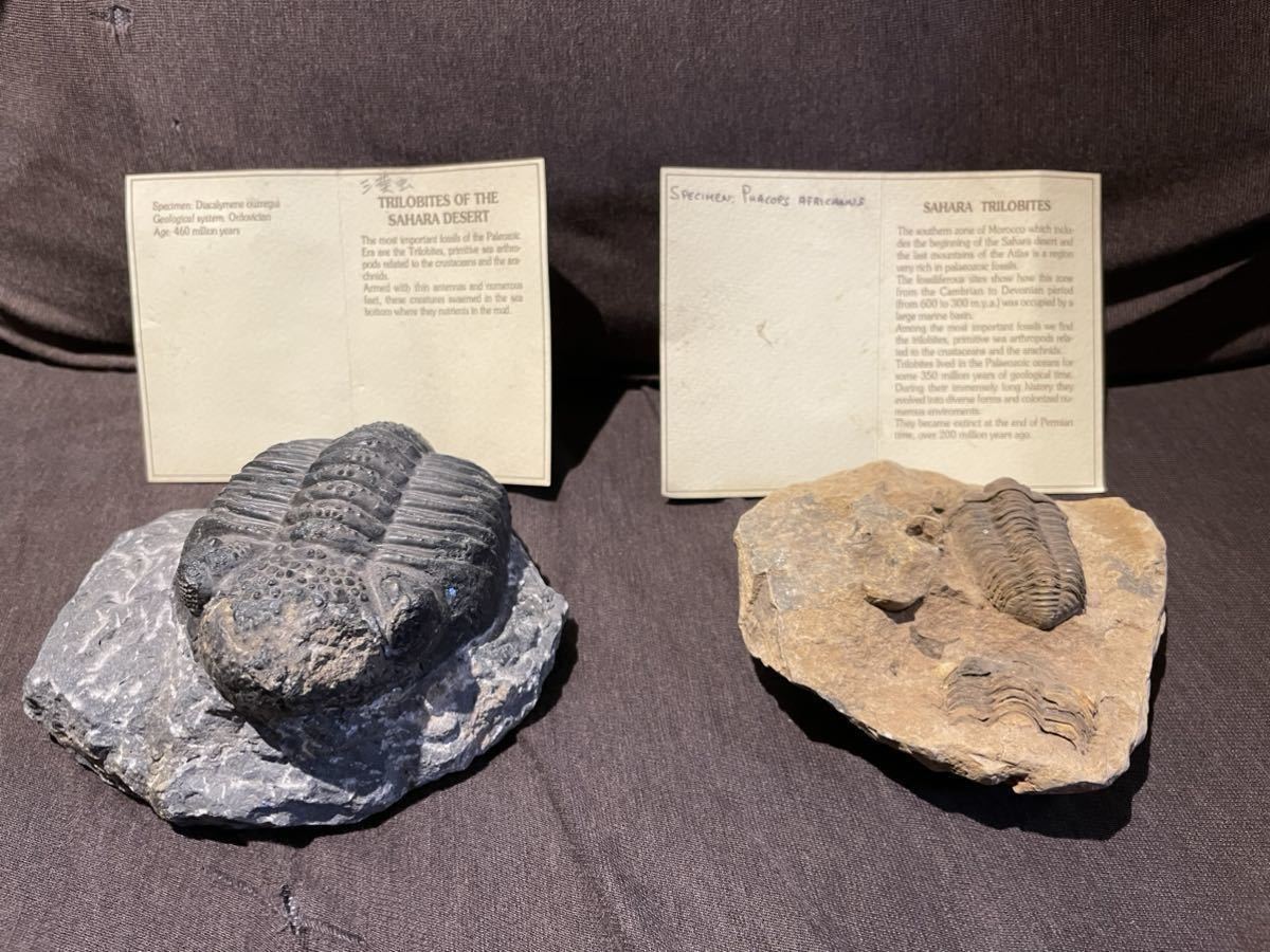 GEOLINEA 三葉虫の化石　2個セット　箱付き