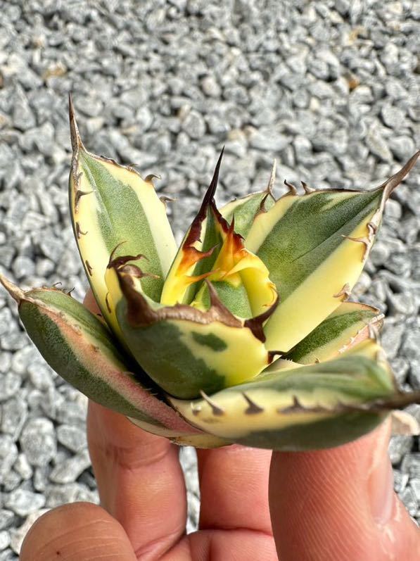 アガベ チタノタ スナグルトゥースsnaggle tooth