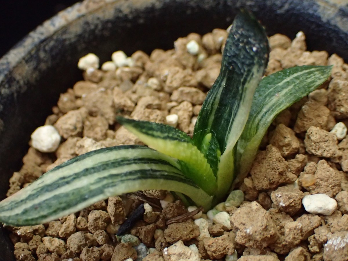 DAVONの値段と価格推移は？｜5件の売買データからDAVONの価値がわかる。販売や買取価格の参考にも。