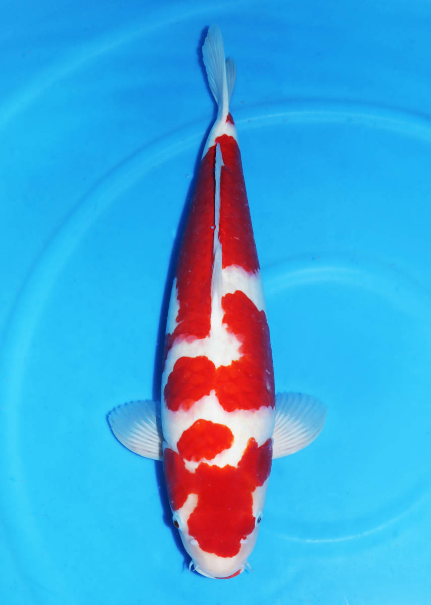 当歳 - 金太郎錦鯉 錦鯉 自家産 9～12㎝ 大正三色 NO.1