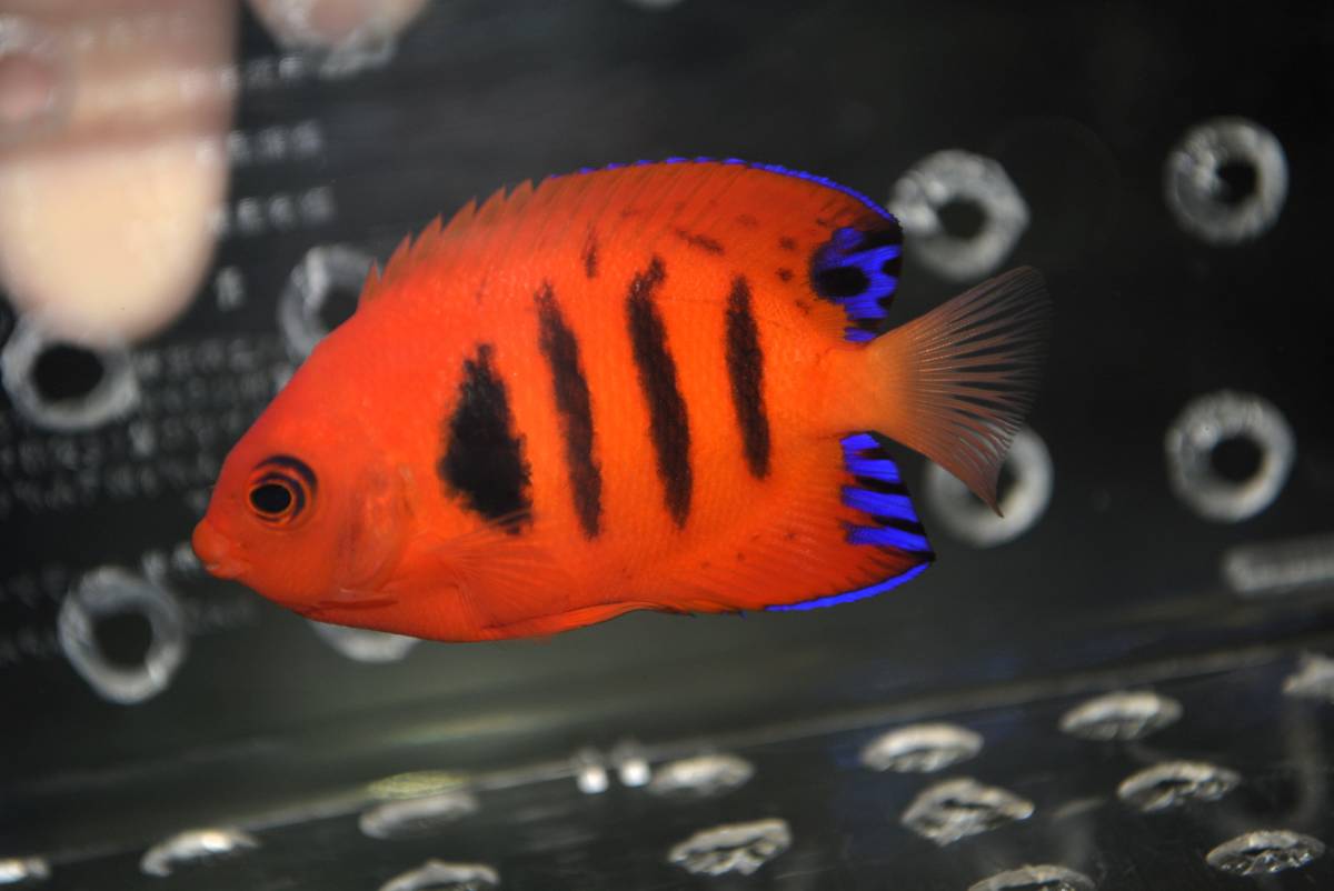 ＊AQuaStar*《値下げ(^^♪》クリスマス産フレームエンゼル±6cm [A-1111-DD⑯]