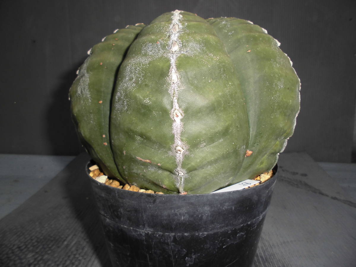 サボテン50：ランポー