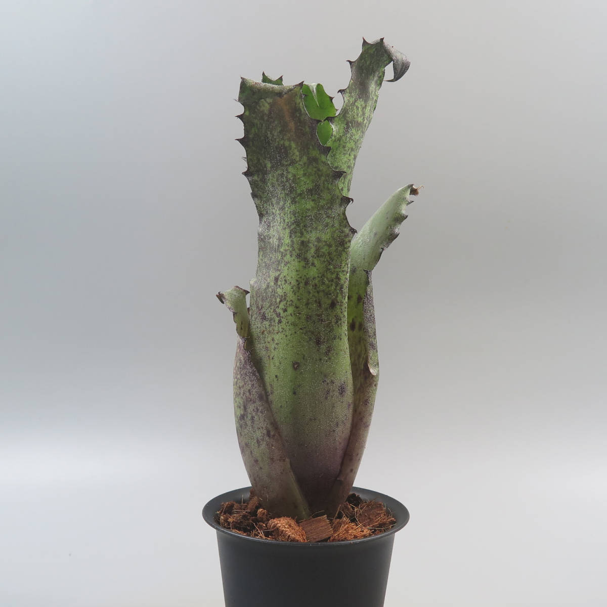 Sale !!! ★☆ ホヘンベルギア ☆ Hohenbergia magnispina (Herman Prinsler) ★ タンクブロメリア