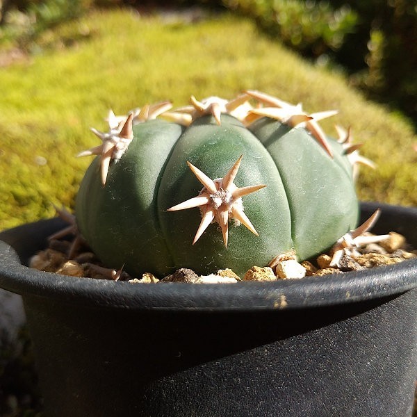 白刺系短刺翠平丸 実生接ぎ サボテン 多肉植物 サボテン 白刺翠