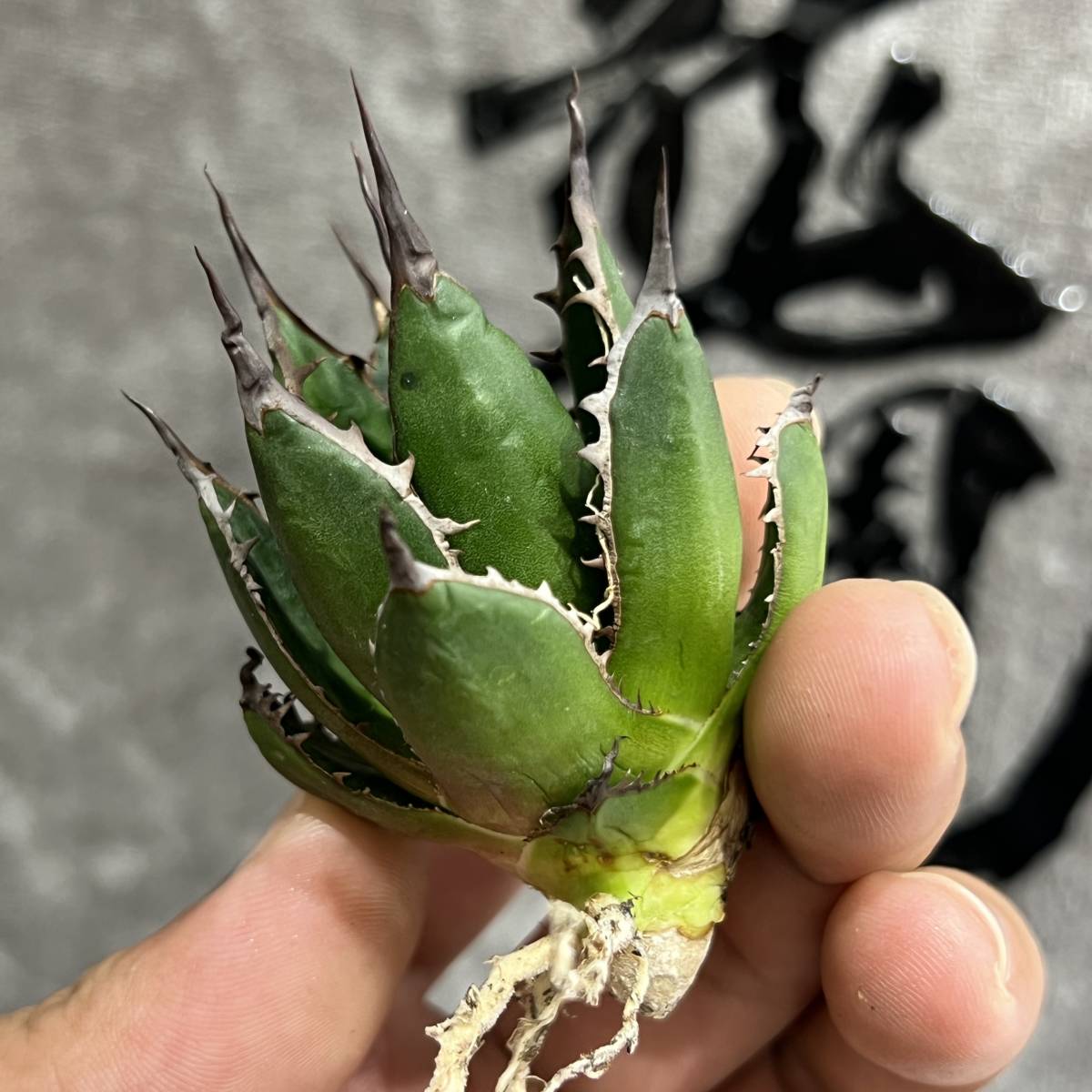 龍園觀】①No.736 特選 アガベ 多肉植物 ホリダ 超強棘 極上株 子株