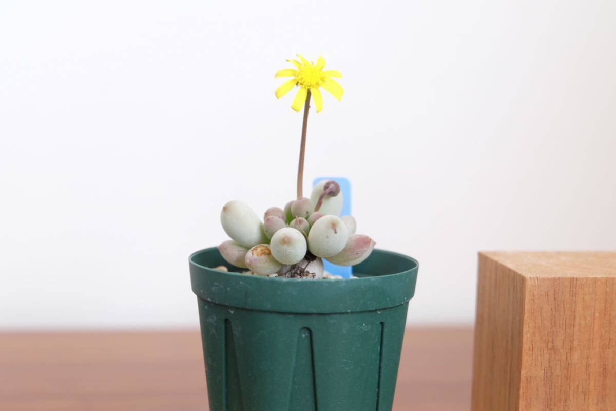 オトンナ　クラビフォリア　実生苗 