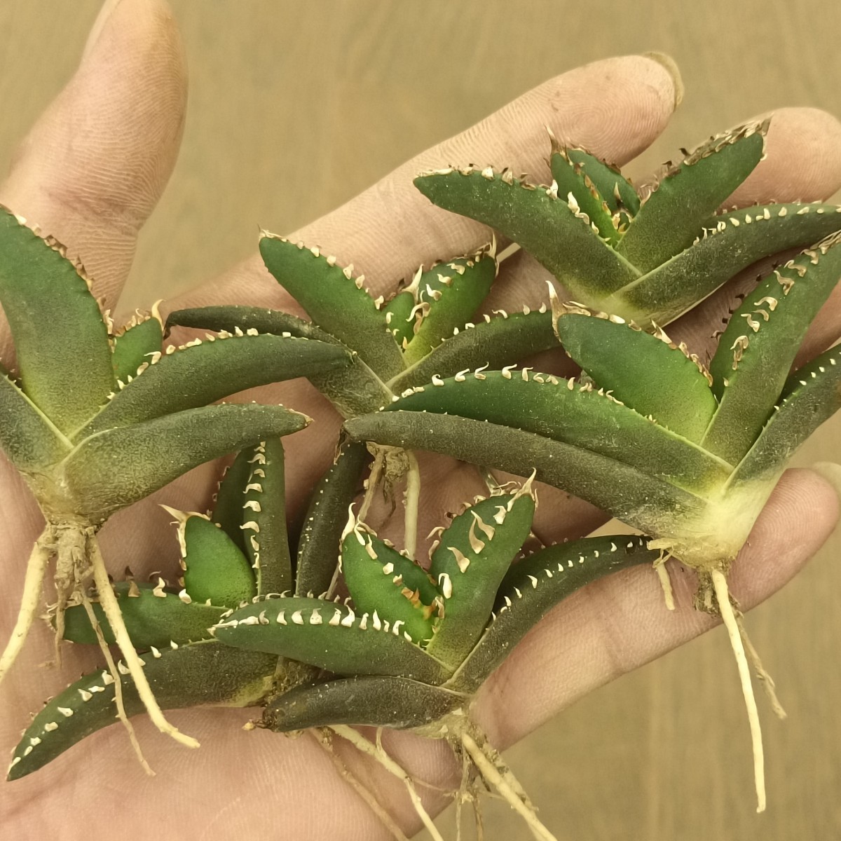 S251 多肉植物 アガベ チタノタ 狼人 極上6子株(検 アガベ 魔丸 黒鯨 包心龍 清櫻 悪魔 ）