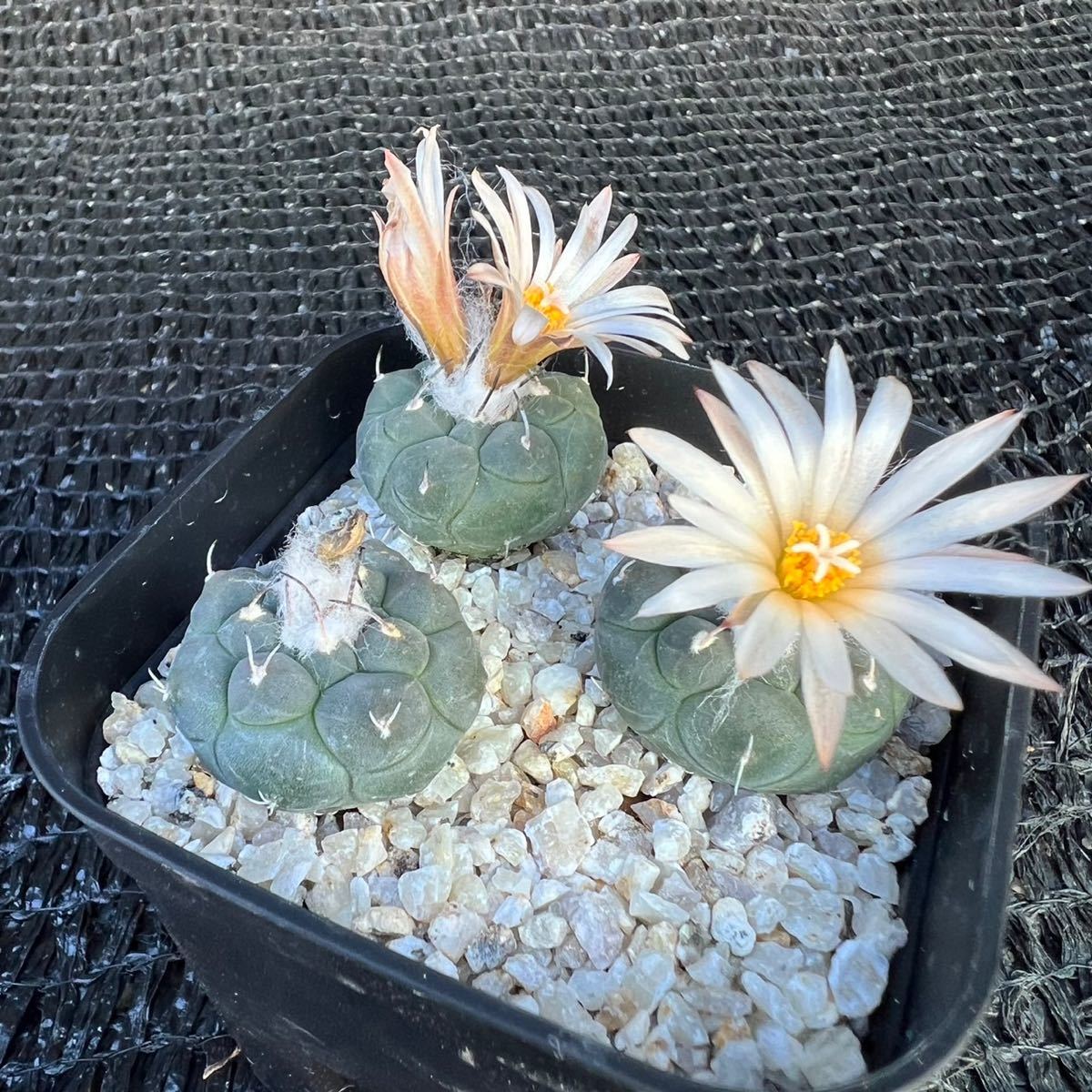 ミズノ R/24 JPX FW/JPX50 9555 JPX 925 コンボセット FLI-HI(25度