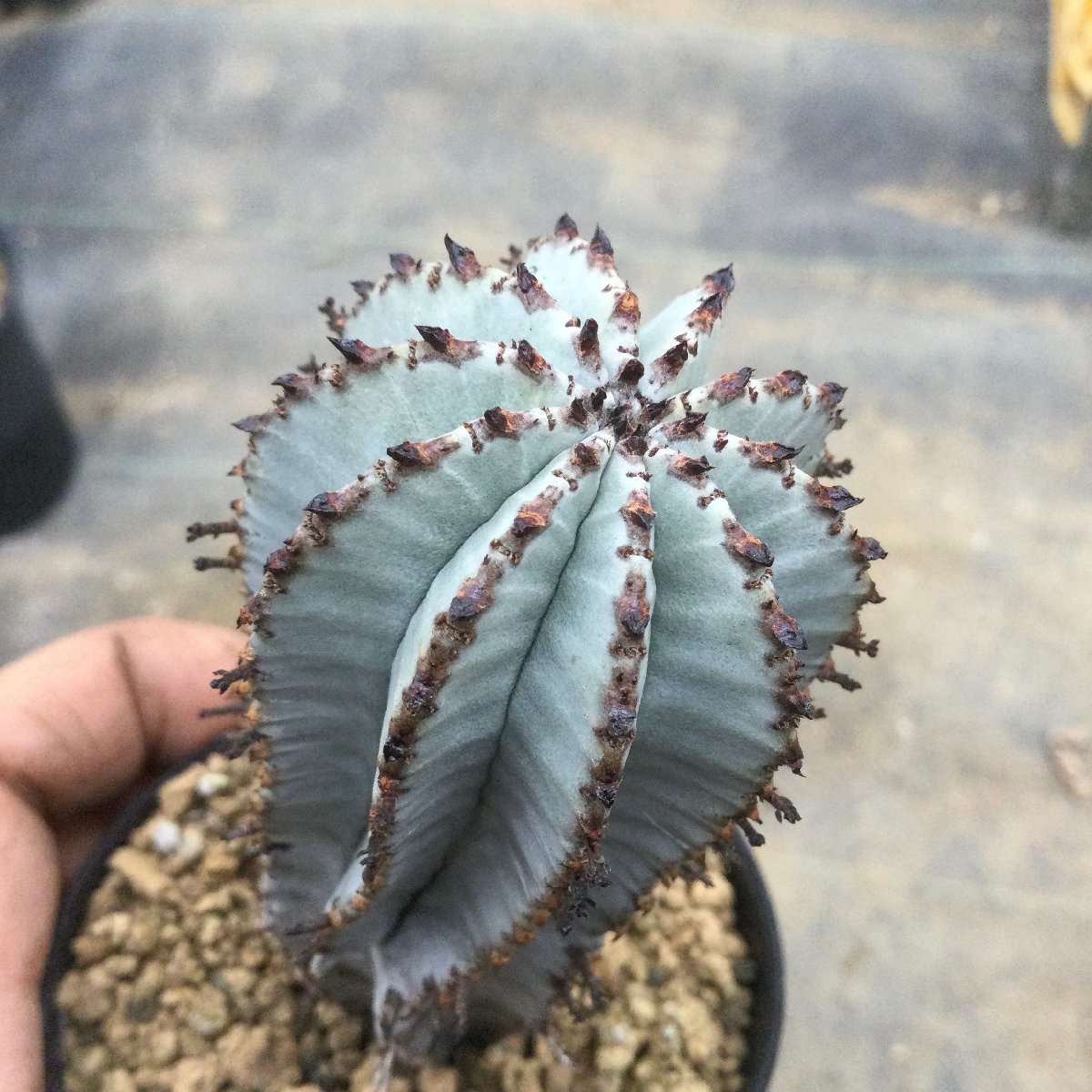 □超小型ダルマニグラ 【多肉植物 Haworthia ハオルチア ハオルシア
