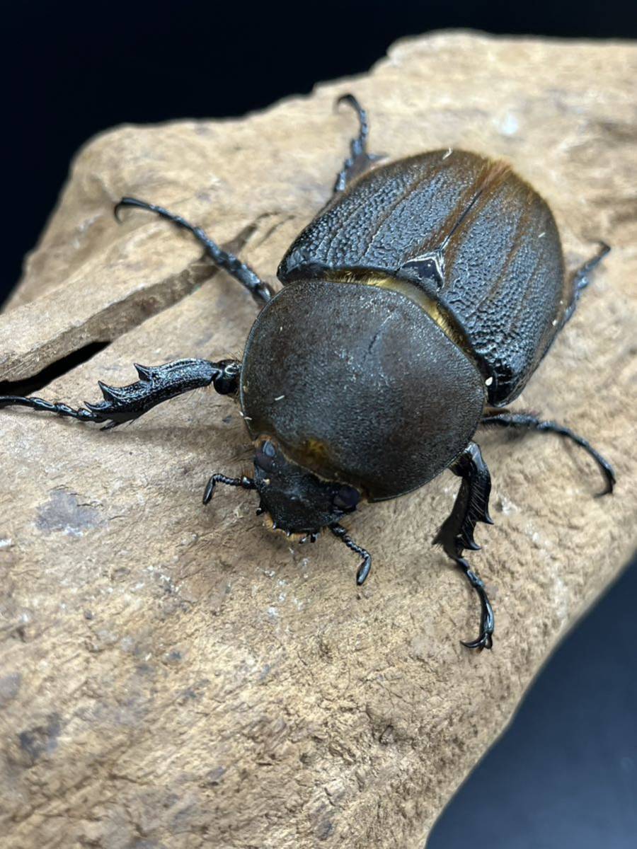 『 As. 』DHヘラクレス メス単 70.8mm （ FF0F-FF136×0F136FOX ）