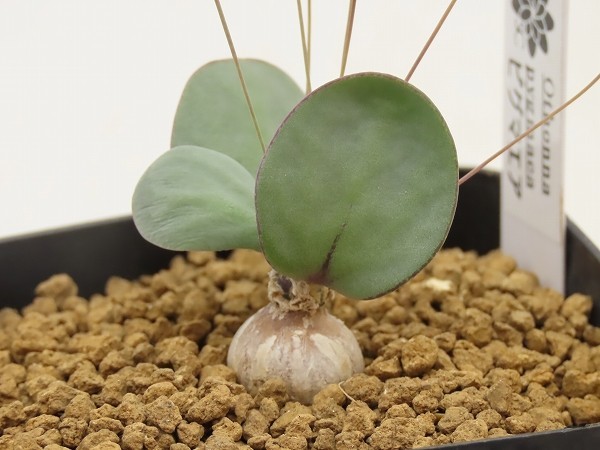 □[Y139]pygmaea ピグマエア 昨年輸入 ヤマト運輸 【多肉植物 Othonna