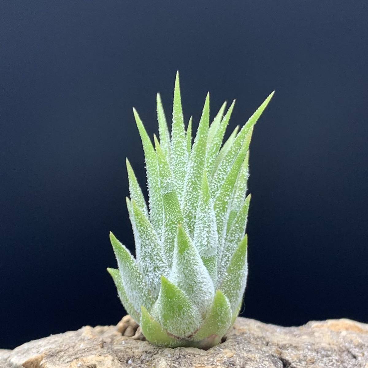 Tillandsia ‘Pyramid’ (T. ionantha ‘Pyramid’ RFI) チランジア ピラミッド ティランジア イオナンタ ブロメリア