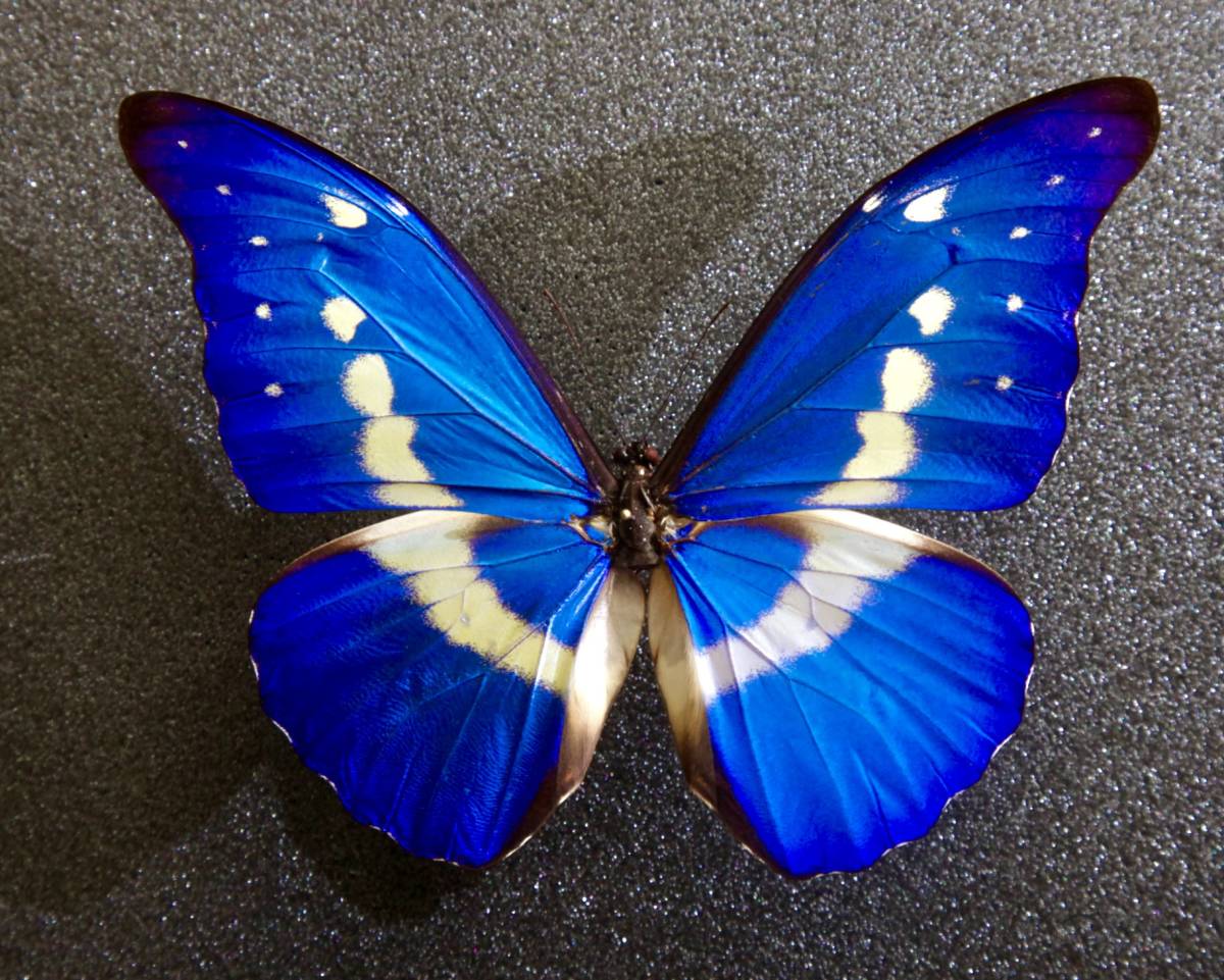 □ 外国産蝶標本 ヘレナモルフォ A♂ 128mm ペルー ワヌコ県 産 野外採集