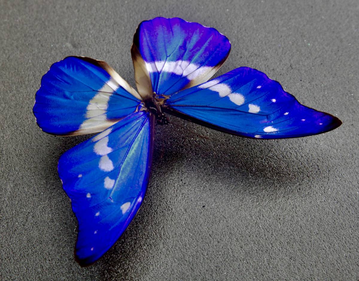 □ 外国産蝶標本 ヘレナモルフォ A♂ 128mm ペルー ワヌコ県 産 野外採集