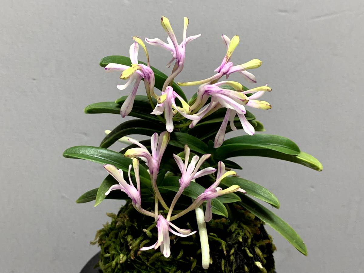 【raku】富貴蘭『黒龍』・富貴蘭・長生蘭・セッコク・山野草