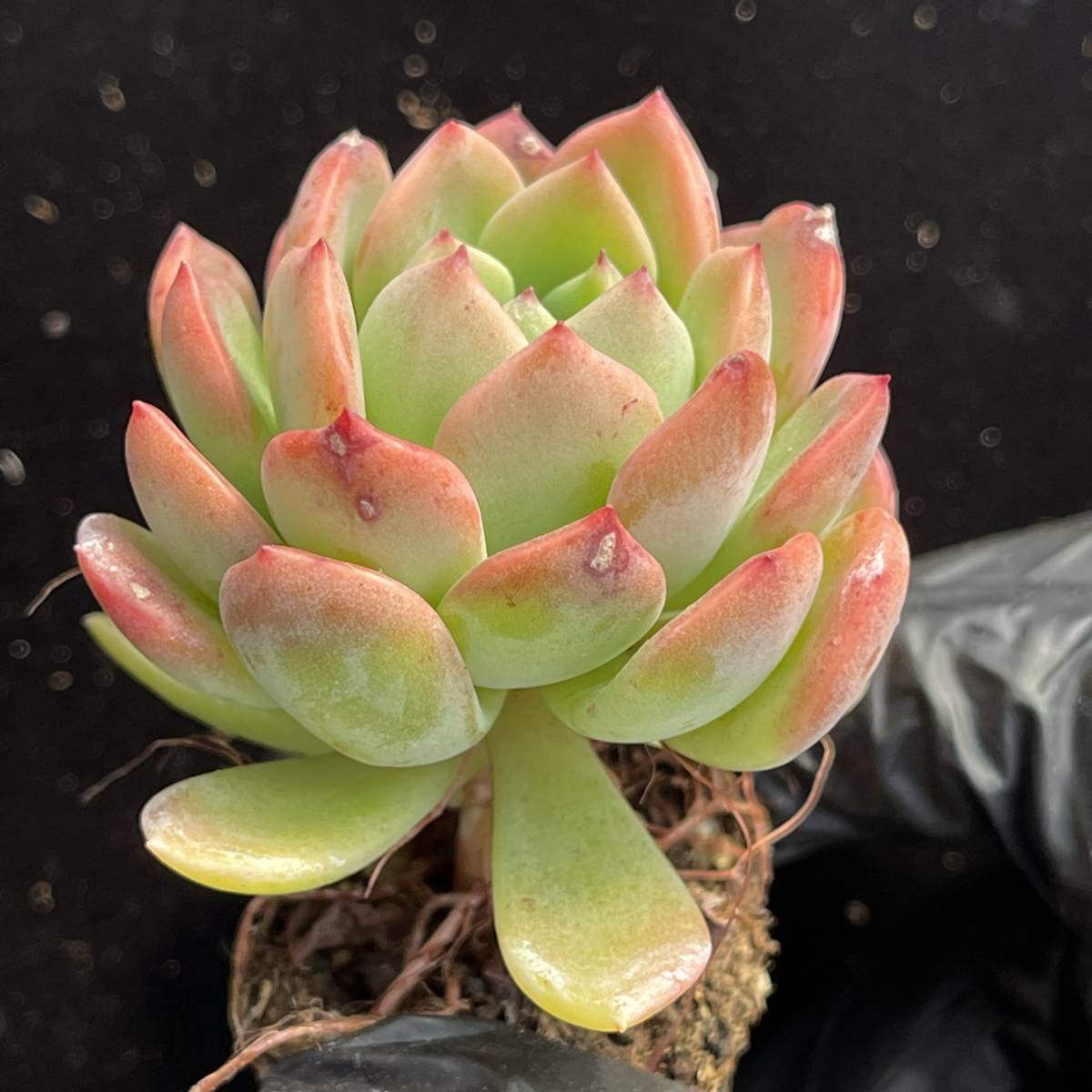 72株 C247-2多肉植物 エケベリア ファンタ 超美苗 サボテン 観葉植物 花 園芸　レア種 土と鉢付きで