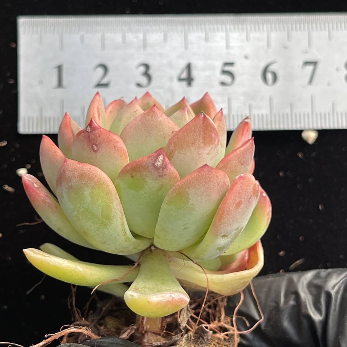 72株 C247-2多肉植物 エケベリア ファンタ 超美苗 サボテン 観葉植物 花 園芸　レア種 土と鉢付きで