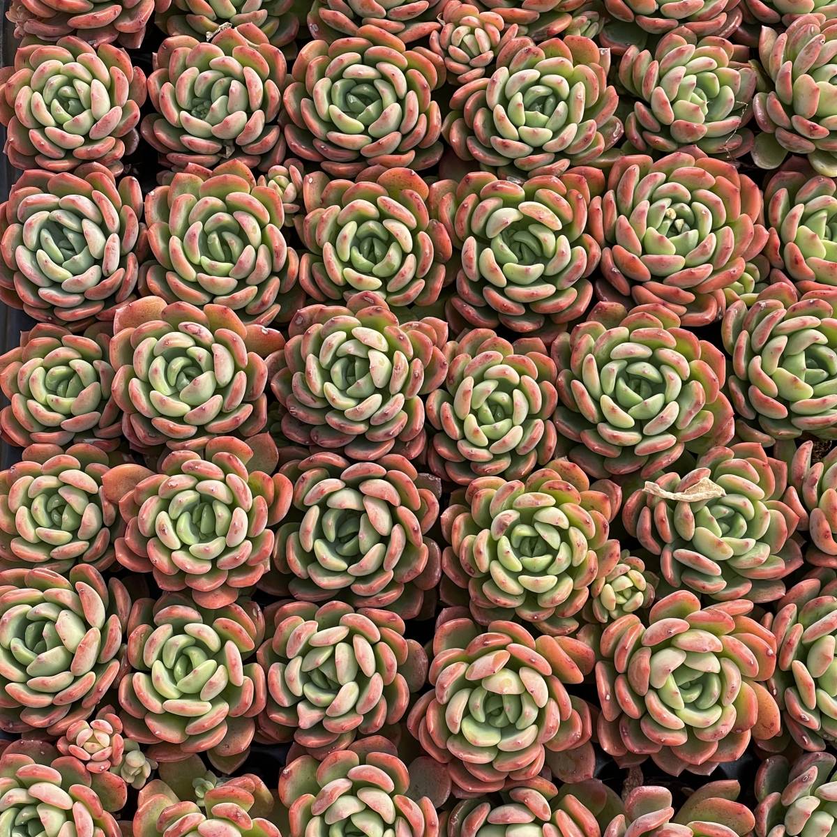 72株 C247-2多肉植物 エケベリア ファンタ 超美苗 サボテン 観葉植物 花 園芸　レア種 土と鉢付きで