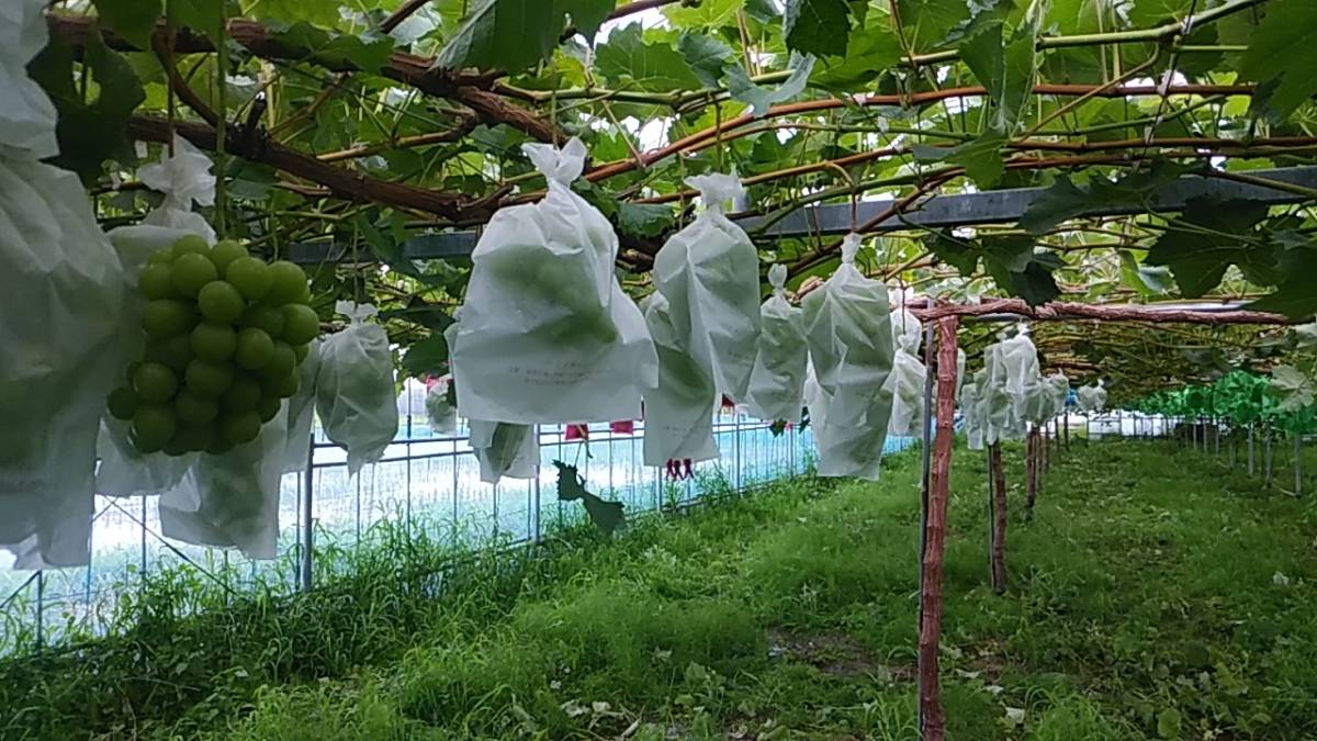 岡山県産 残り僅か シャインマスカット 約5kg 9～13房程度 5kg 高級