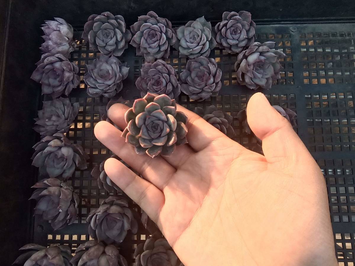 1212-fw064 ダークアイス30個 ☆多肉植物　エケベリア　韓国