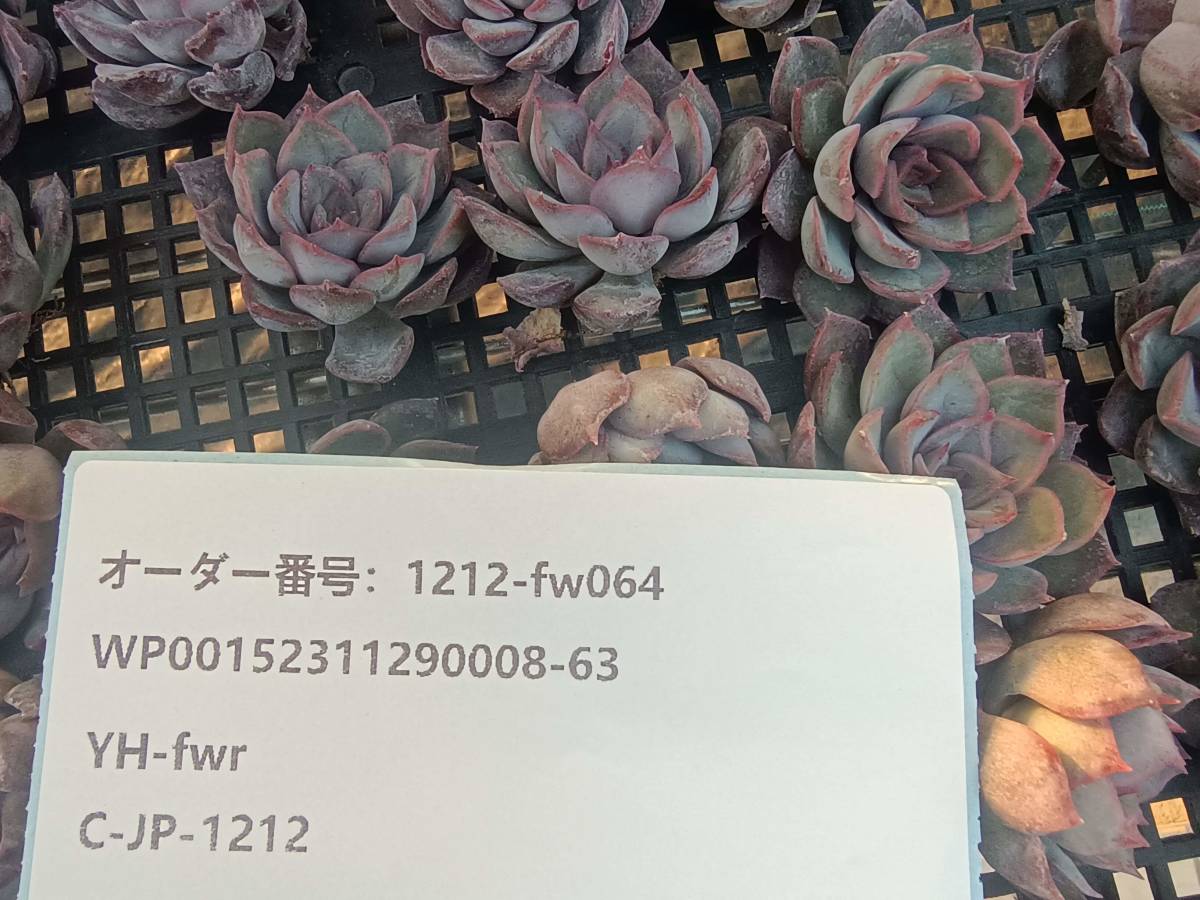 1212-fw064 ダークアイス30個 ☆多肉植物　エケベリア　韓国