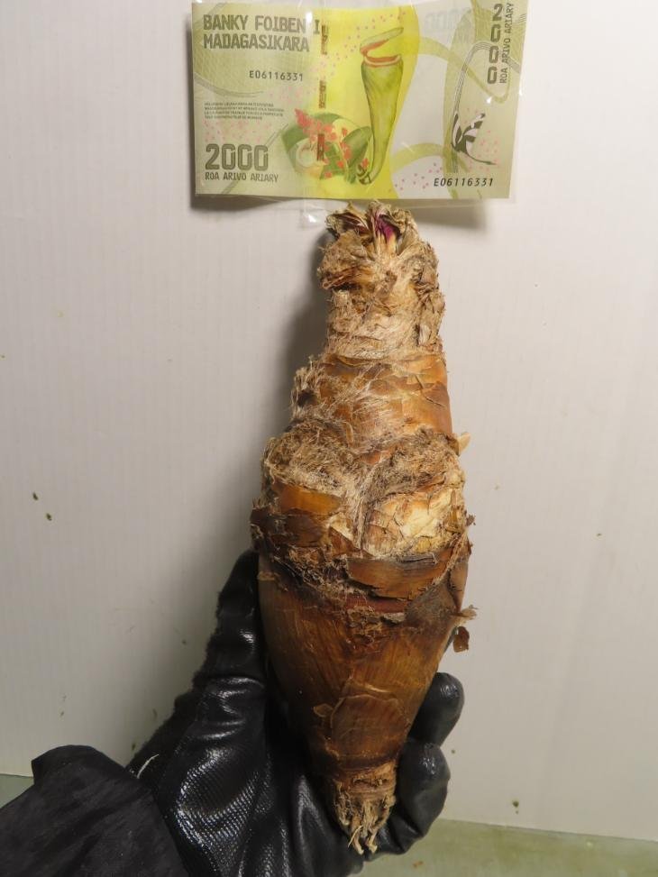 キ8912 「球根植物」ブーファン ディスティチャ 抜き苗【マダガスカル紙幣プレゼントイベント開催・Boophane disticha・多肉植物】