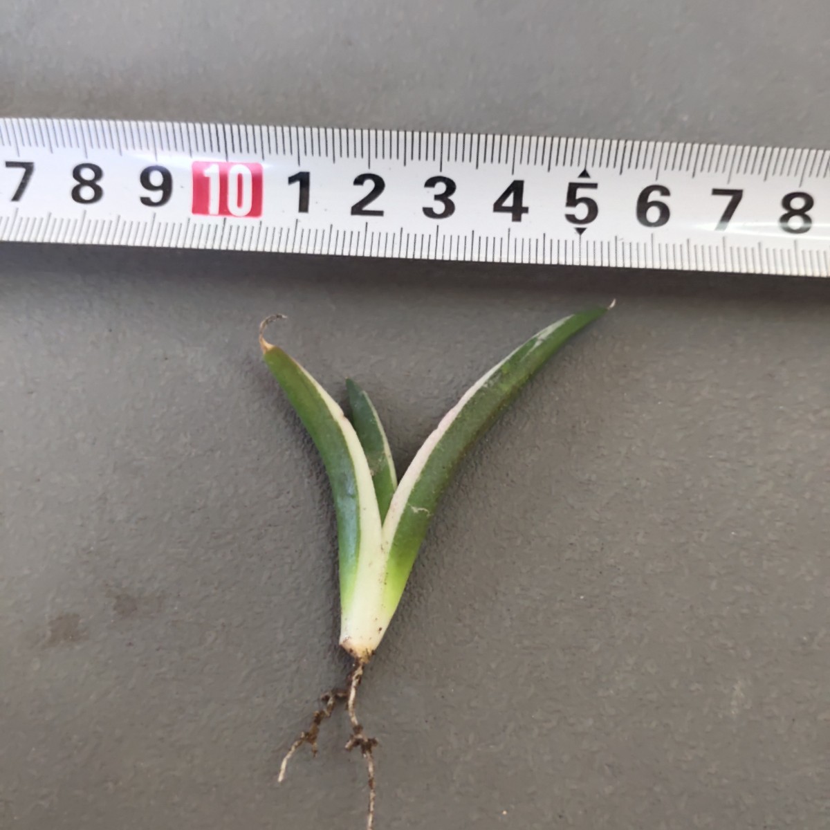 A010アガベ チタノタ agaveスナグルトゥース 暴牙 特選極上子株 激レア