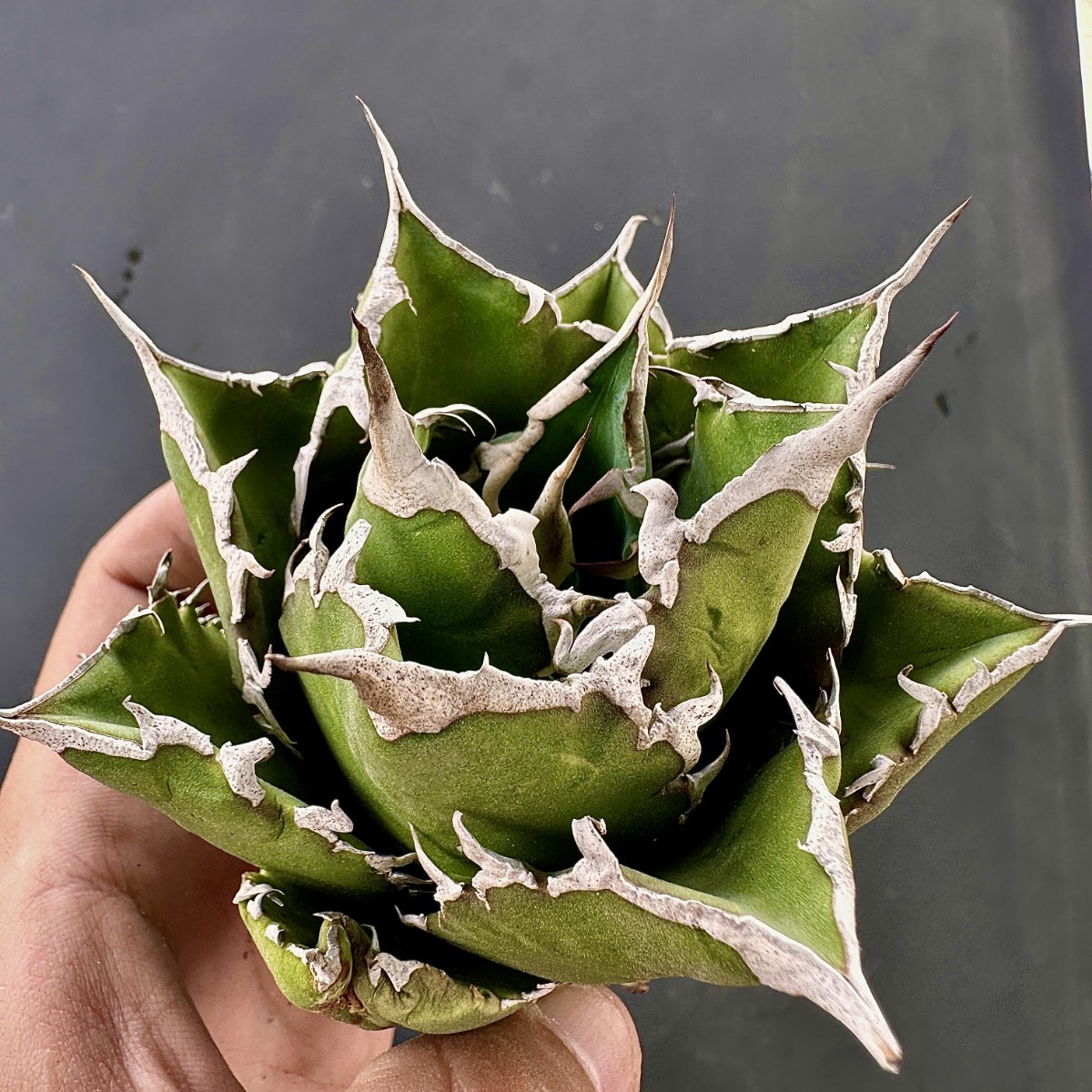 6□ アガベ ホリダ□Agave horrida チタノタ