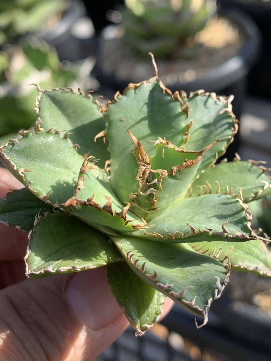 多肉植物アガベ チタノタ フィリグリー 圓葉拇指極上株