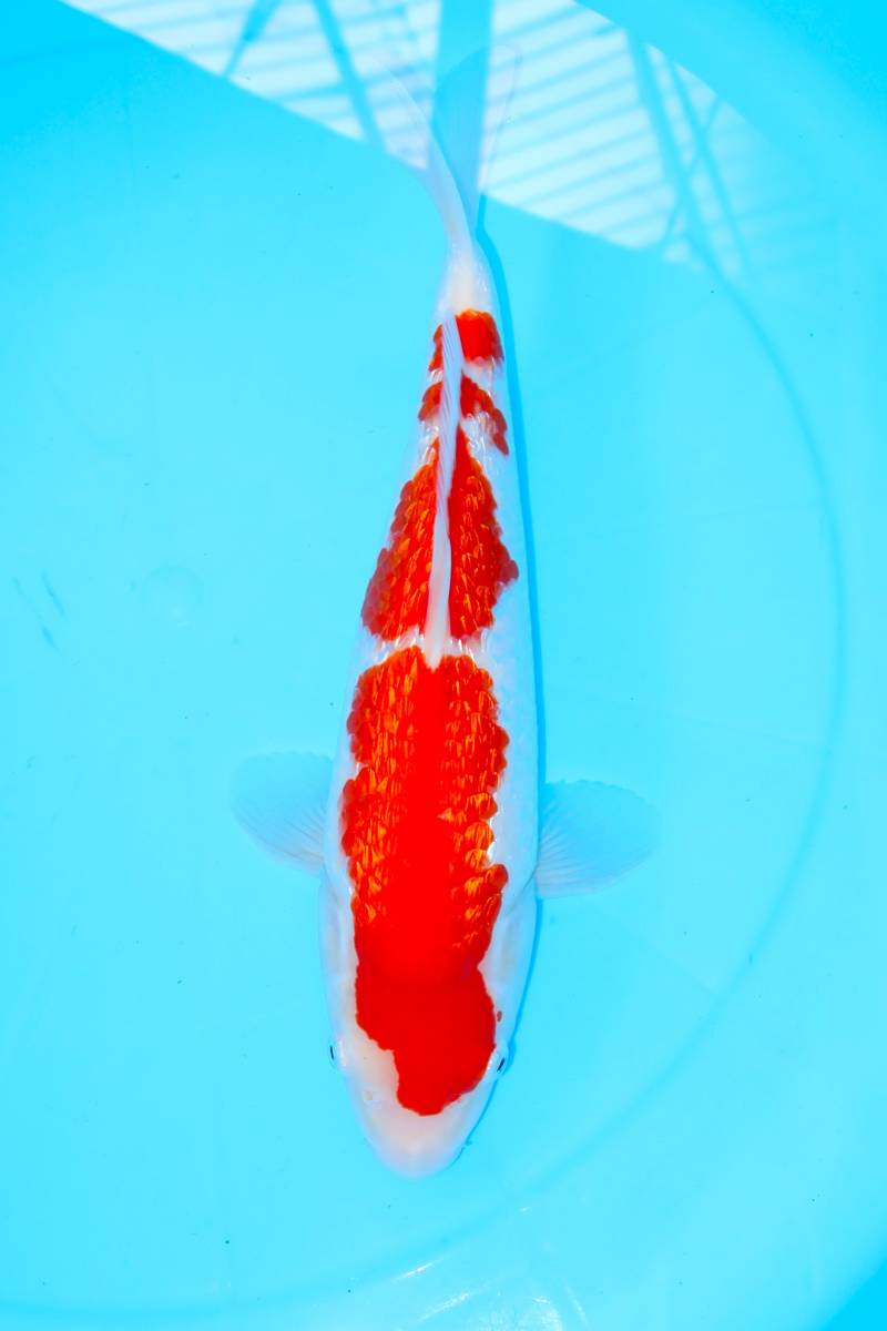 【年末特価セール】 約37㎝（2022年産）48