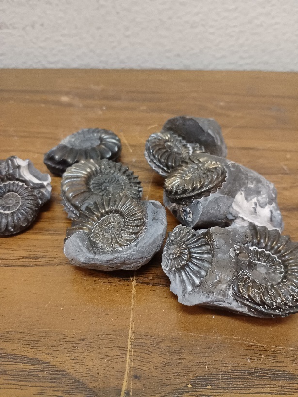 121909 アンモナイト 産地ドイツ 黄鉄鉱化アンモナイト | - Ammonite