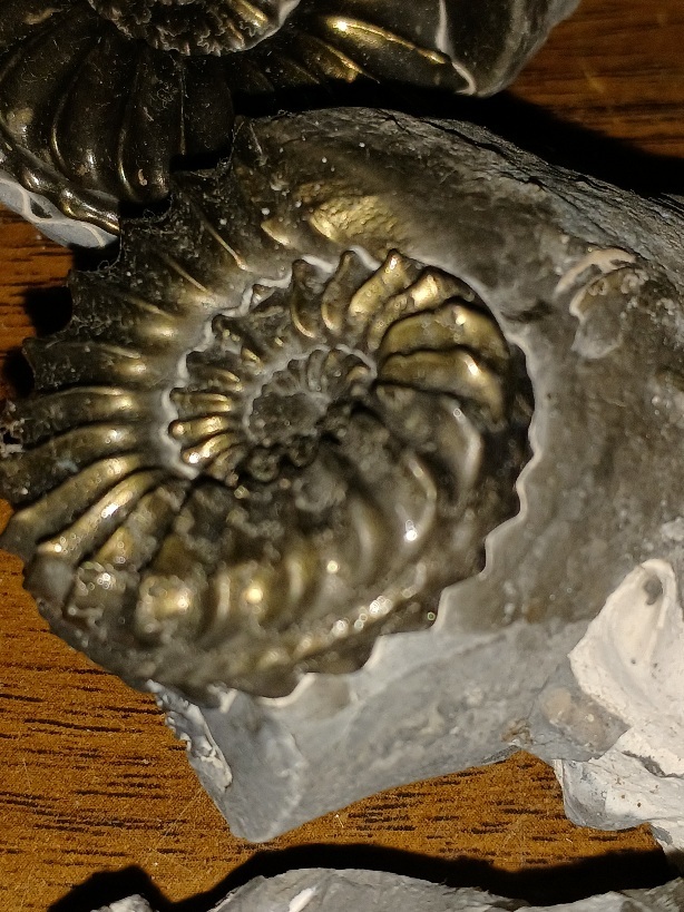 121909 アンモナイト 産地ドイツ 黄鉄鉱化アンモナイト | - Ammonite