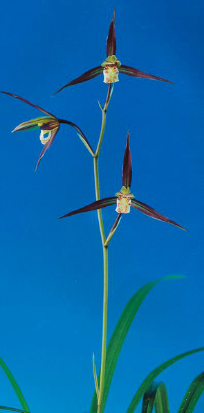 D.818　寒蘭「八峰錦(上)②」太陽園蘭小屋整理品　寒蘭の店 太陽園ヤフオク支店