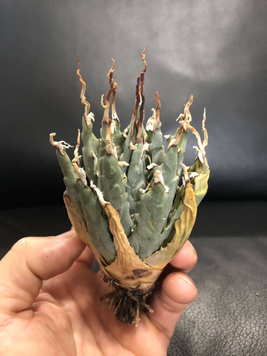 アガベ 吉祥天錦 抜き苗発送 Agave parryi 【公式通販】