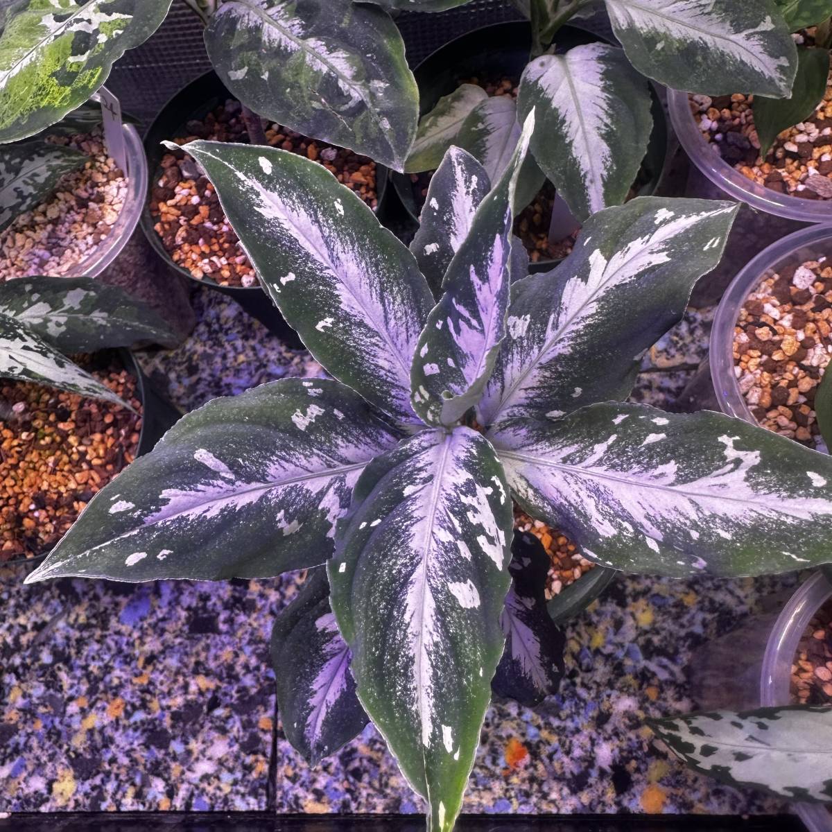 Aglaonema pictum ピクタム アグラオネマ アグラオネマピクタム
