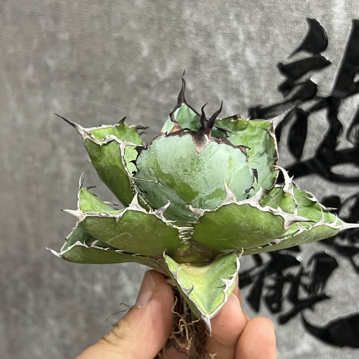 【龍園觀】①No.77 特選 アガベ 多肉植物 チタノタ BB ブラックアンドブルー 濃黒棘 超強棘 包葉型 極上株 短葉