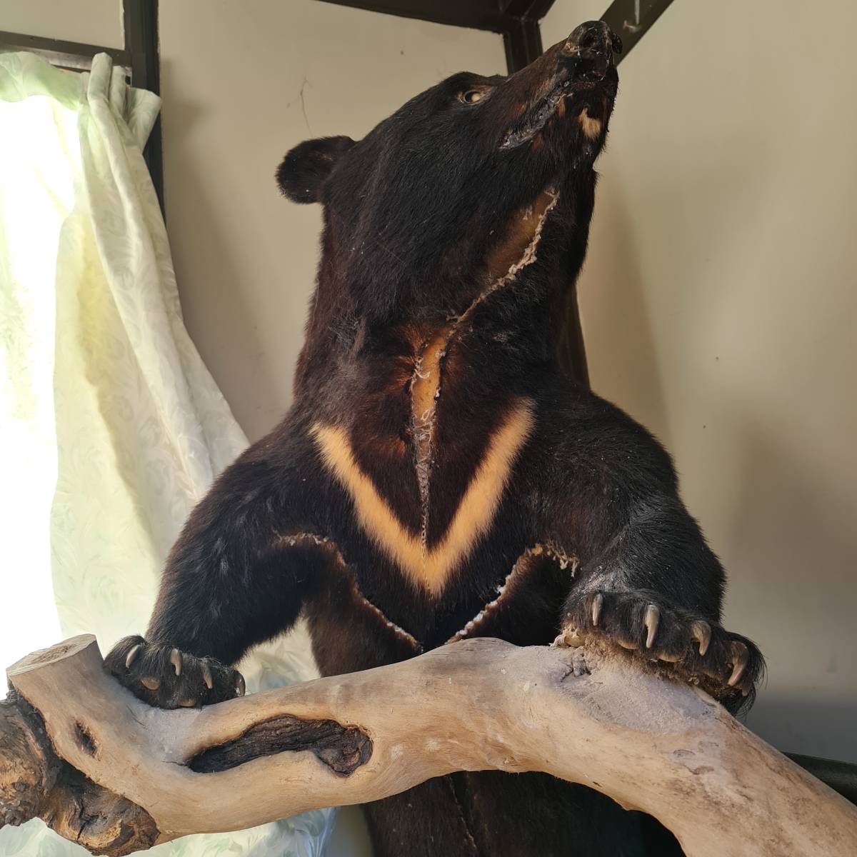 熊の剥製 北海道大学植物園博物館 – ヒグマ研究室