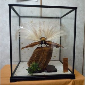 極楽鳥 剥製 飾り台付き 美術品・アンティーク・コレクション 極楽鳥 剥製 飾り台付き