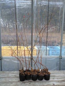 「ホームベル」ブルーベリー苗木８ｃｍポット１０本１セット_1