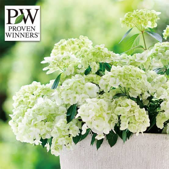 PW ラグランジア　シャンデリーニ　ベビー苗　3.5号ポット植え１苗　provenwinners アジサイ　クリスタルヴェール2 ブライダルシャワー_1