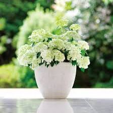 PW ラグランジア　シャンデリーニ　ベビー苗　3.5号ポット植え１苗　provenwinners アジサイ　クリスタルヴェール2 ブライダルシャワー_2