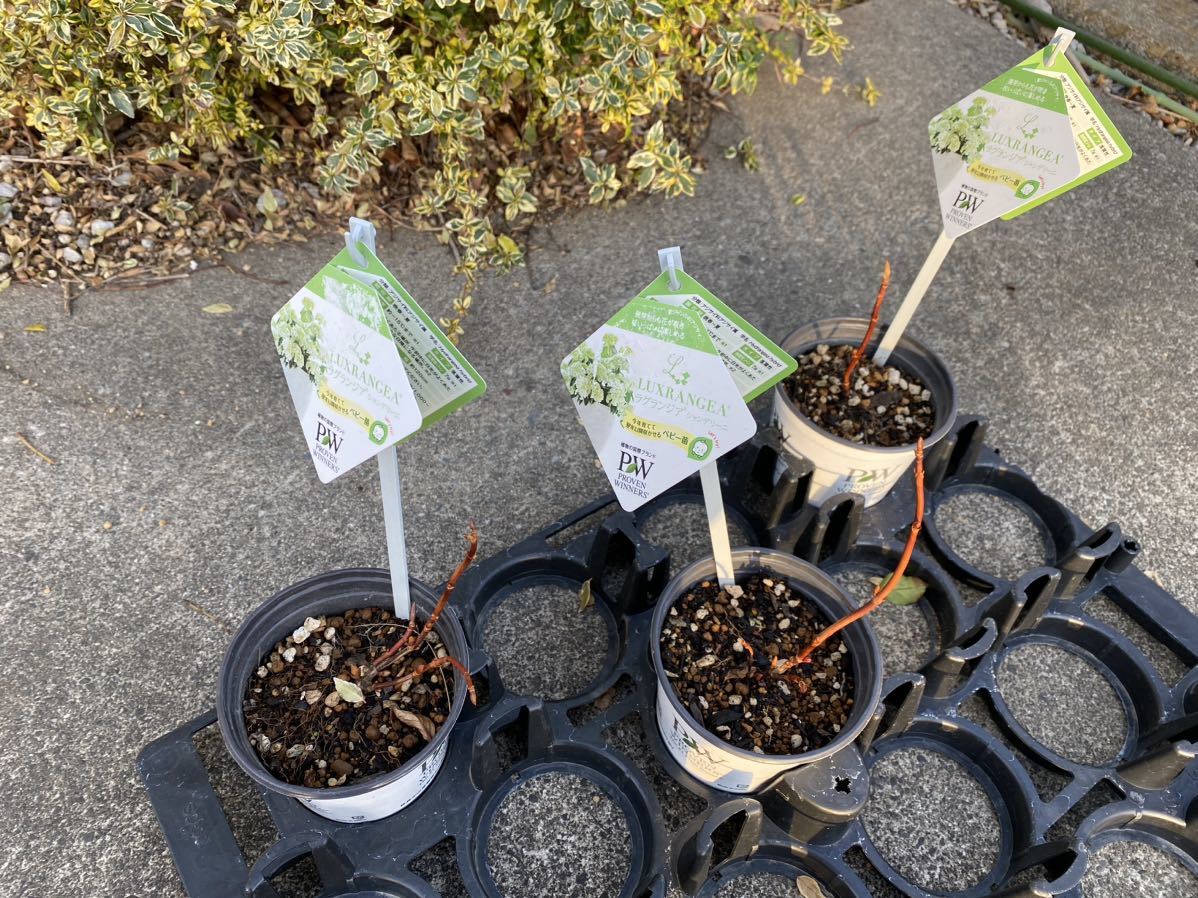 PW ラグランジア　シャンデリーニ　ベビー苗　3.5号ポット植え１苗　provenwinners アジサイ　クリスタルヴェール2 ブライダルシャワー_3