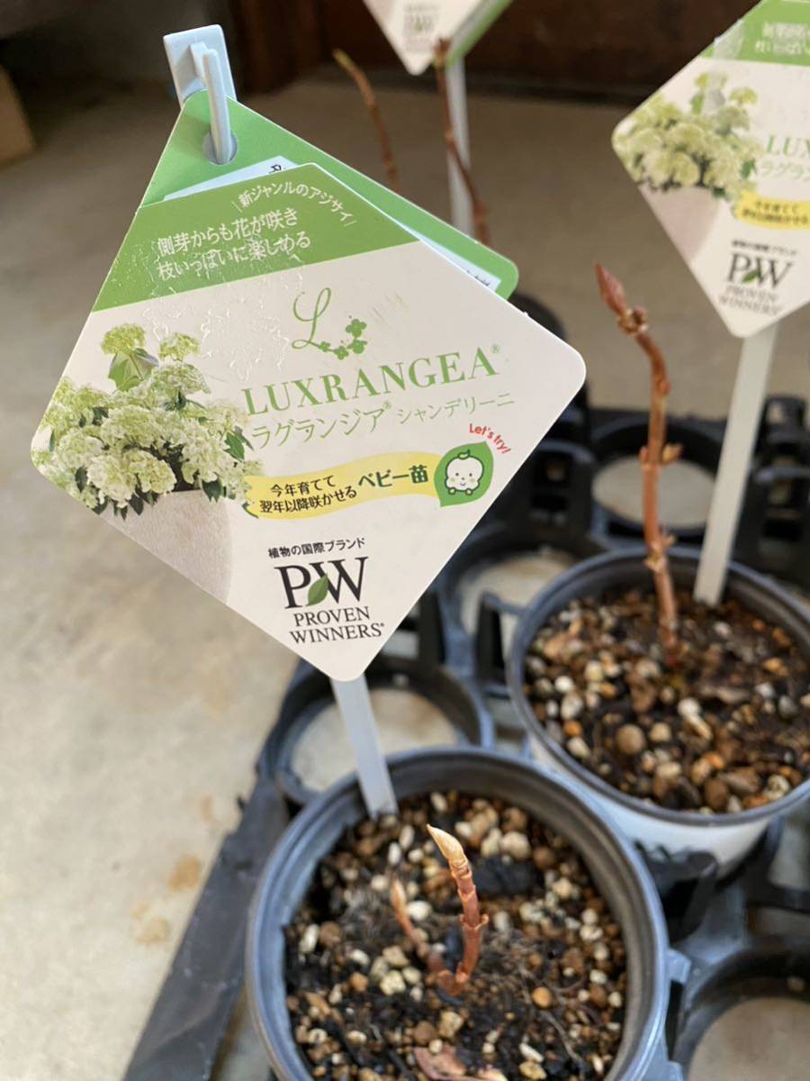 PW ラグランジア　シャンデリーニ　ベビー苗　3.5号ポット植え１苗　provenwinners アジサイ　クリスタルヴェール2 ブライダルシャワー_4