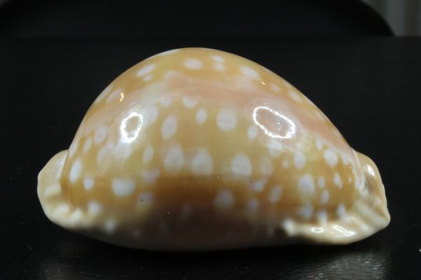 オウサマダカラ 90mm 大 タカラガイ 貝標本 貝殻(科学、自然)｜売買