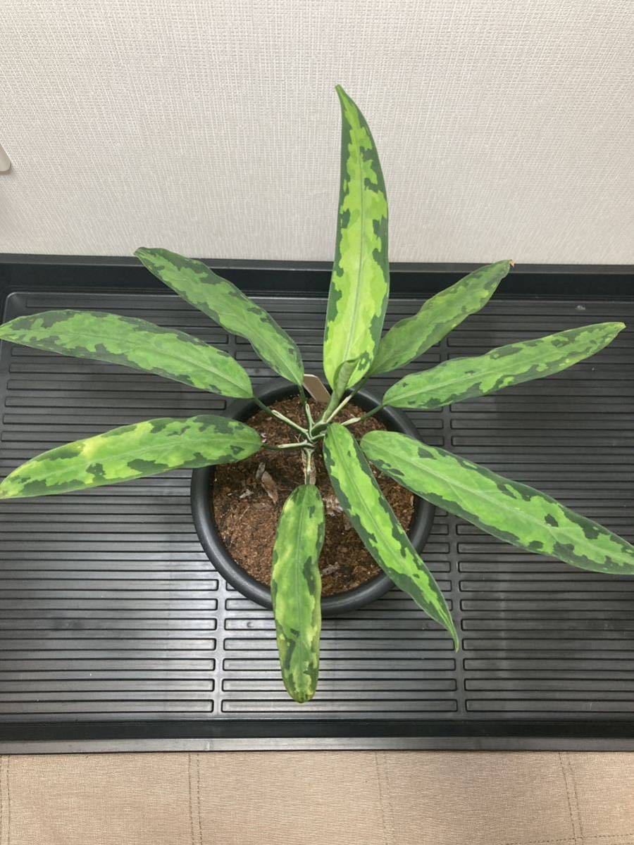 LA便 Aglaonema pictum Aceh sumatera 【LA0121-01z-b】『葉型は最高