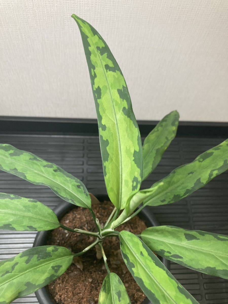 LA便 Aglaonema pictum Aceh sumatera 【LA0121-01z-b】『葉型は最高